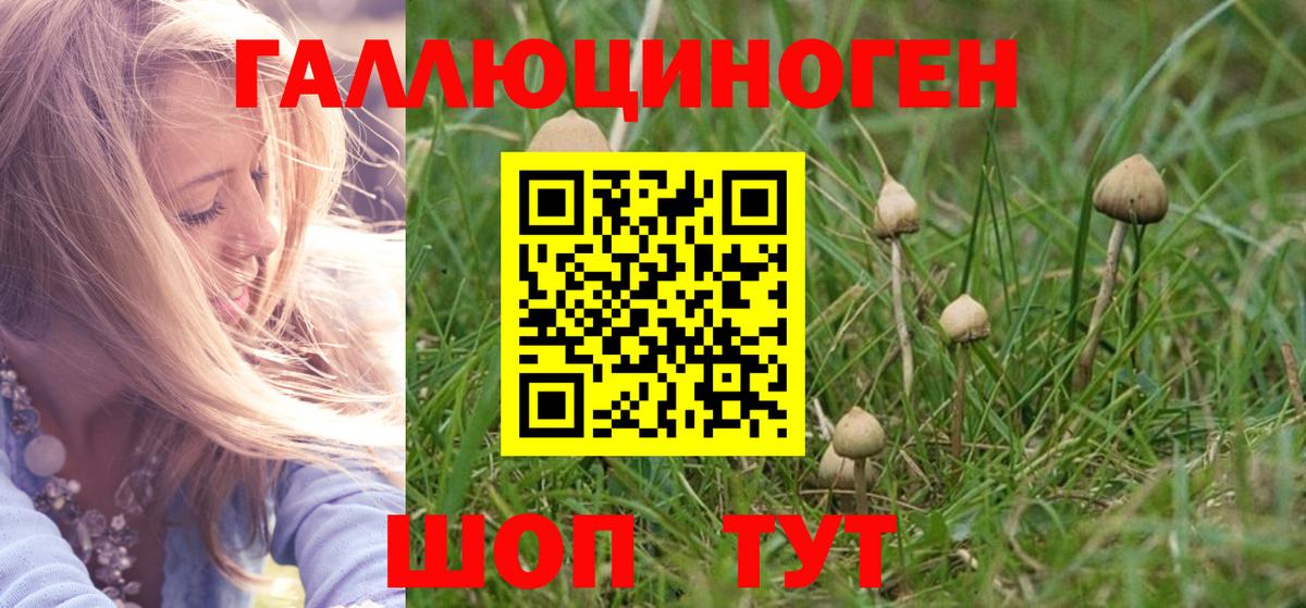 Галлюциногенные грибы Psilocybine cubensis Майкоп